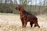 SETTER IRLANDAIS 421